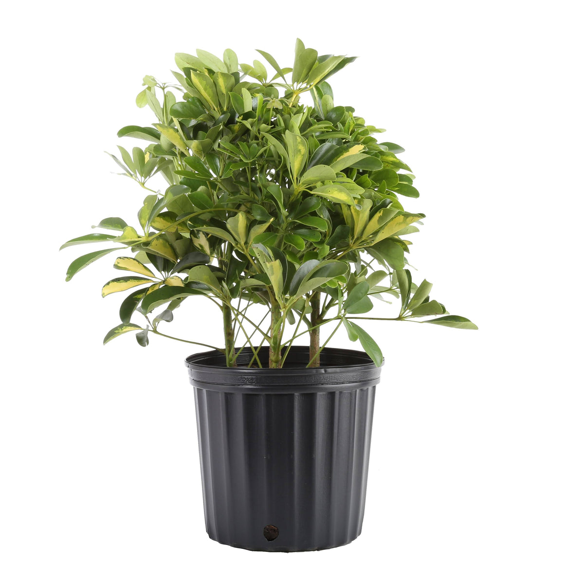 Lowe's Schefflera in 1.5-Gallon (S) Pot | Nursery